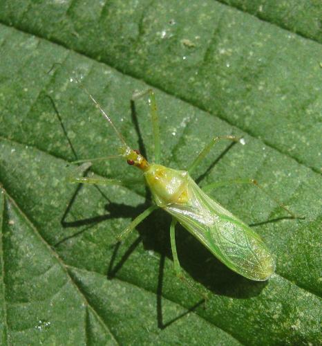 Réf. 306 639 : Zelus renardii
